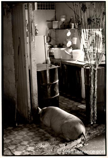 pig_in_kitchen.jpg (46781 bytes)